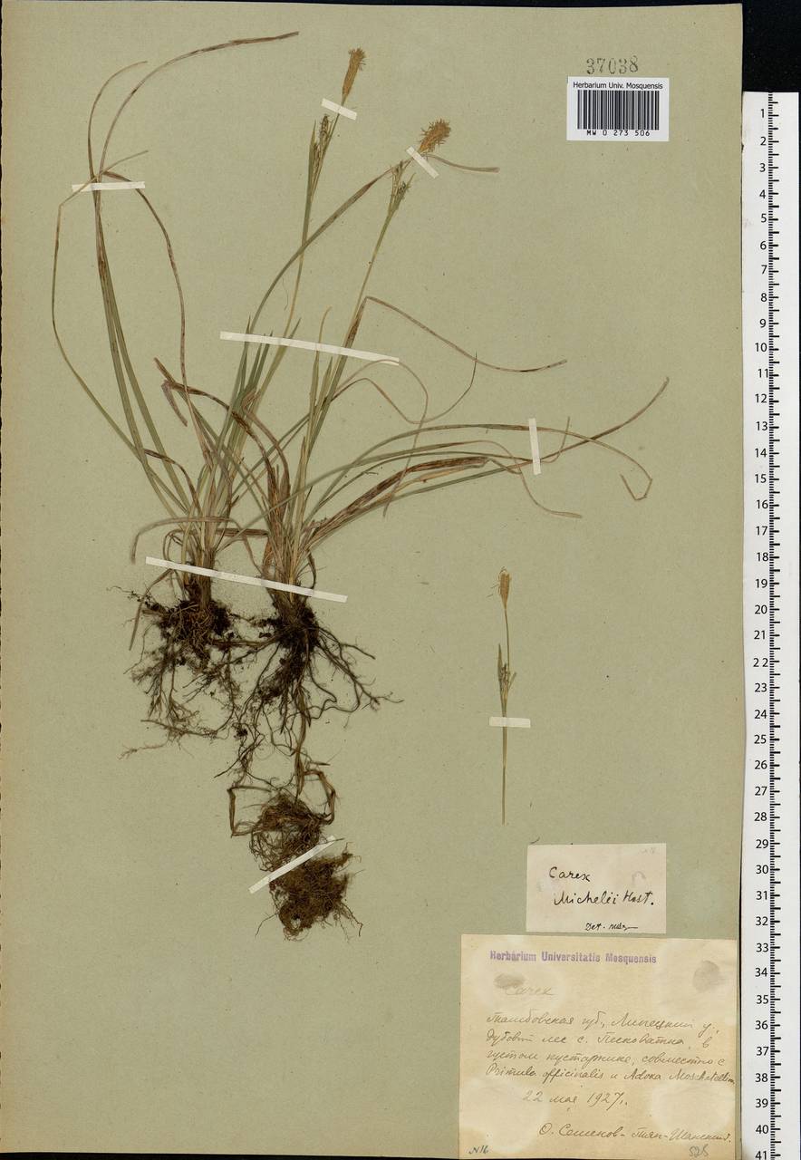 Осока Микели, Осока Микеля Host, Восточная Европа, Центральный лесостепной район (E6) (Россия)