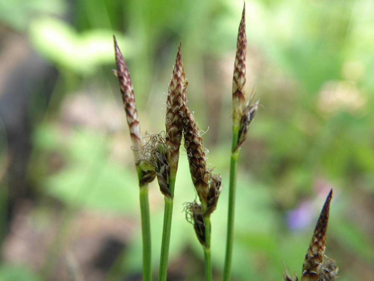 Осока Горная Carex Montana