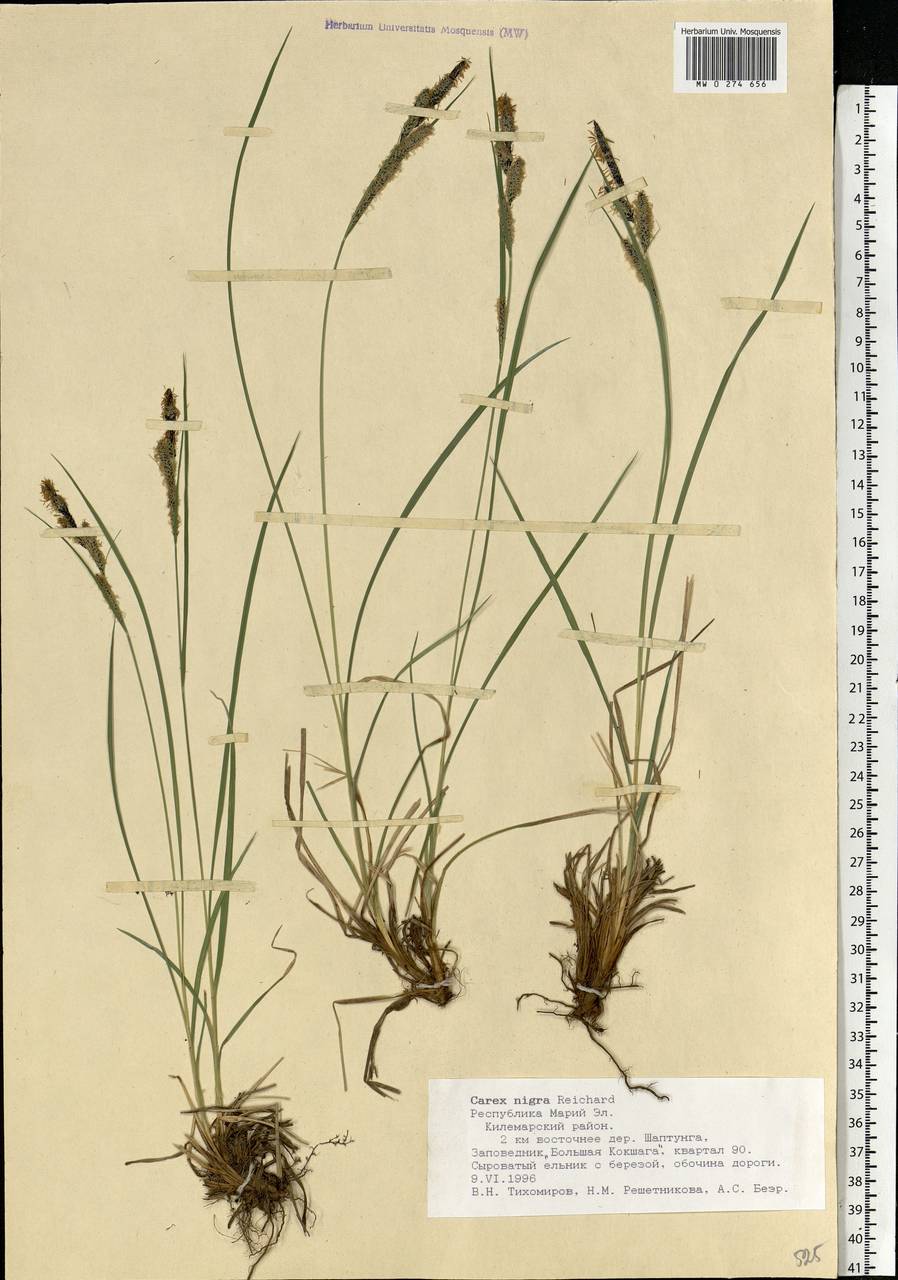 Carex nigra Richard