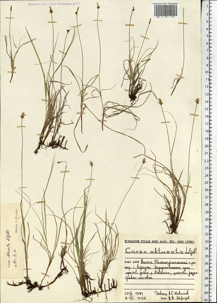 Осока притупленная Lilj., Восточная Европа, Северный район (E1) (Россия)