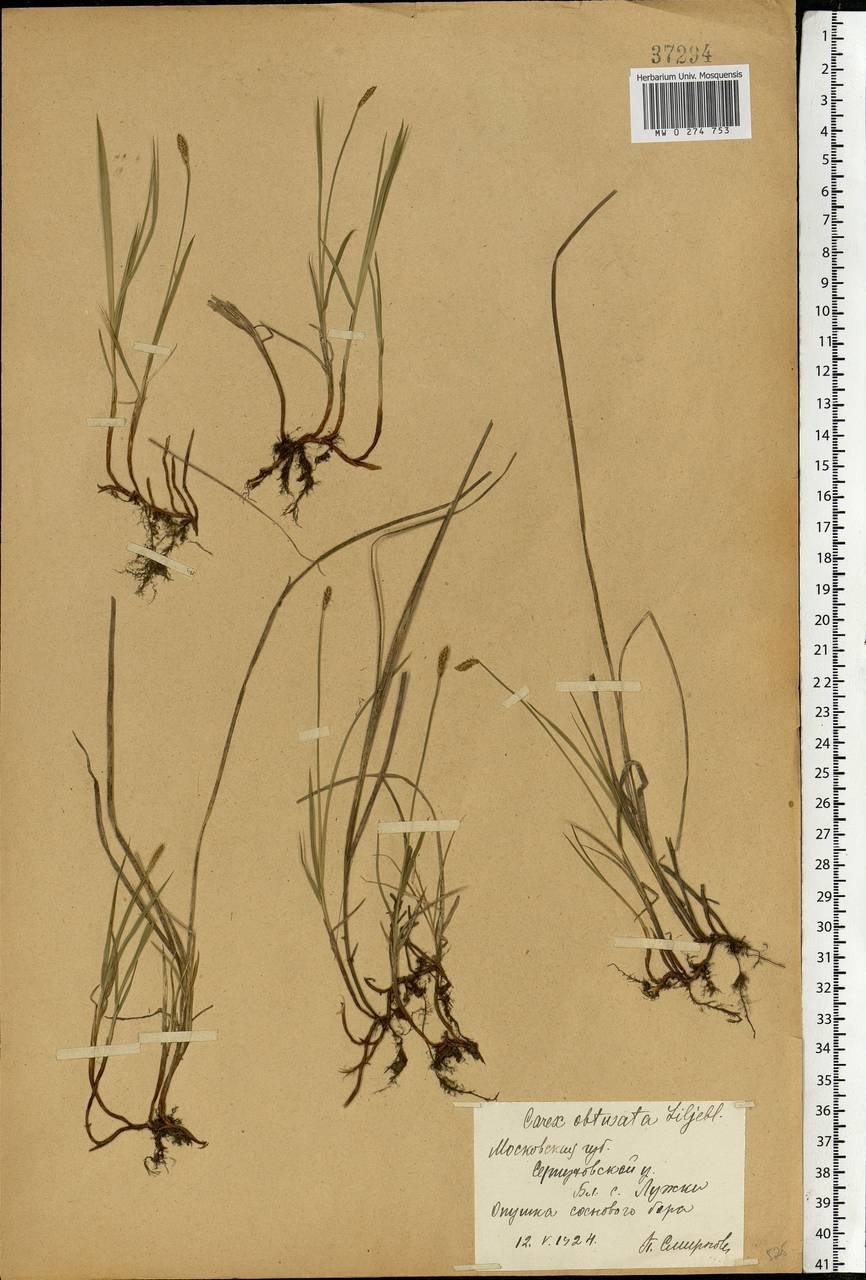 Осока притупленная Lilj., Восточная Европа, Московская область и Москва (E4a) (Россия)