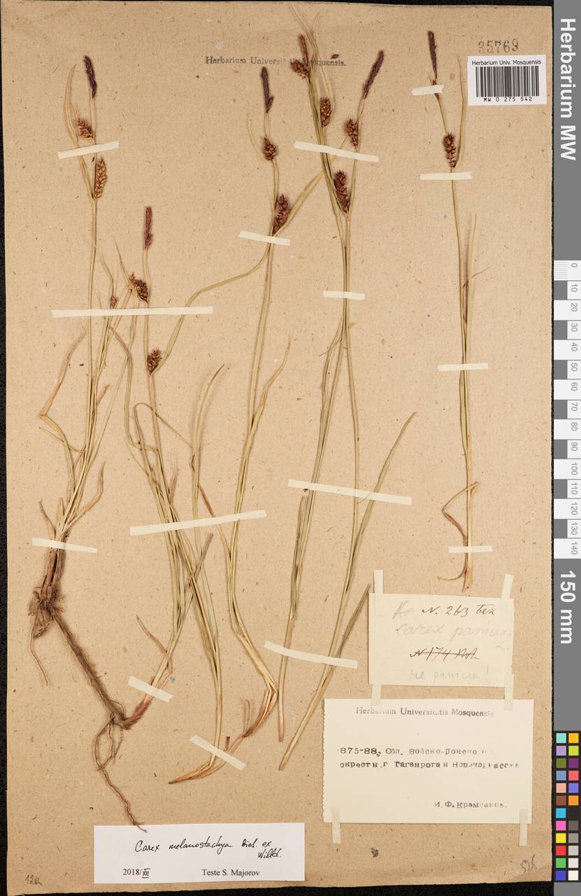 Осока черноколосая M.Bieb. ex Willd., Восточная Европа, Ростовская область (E12a) (Россия)