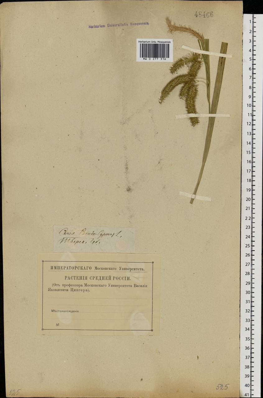 Осока ложносытевая, Осока ложносытевидная L., Восточная Европа, Северо-Западный район (E2) (Россия)