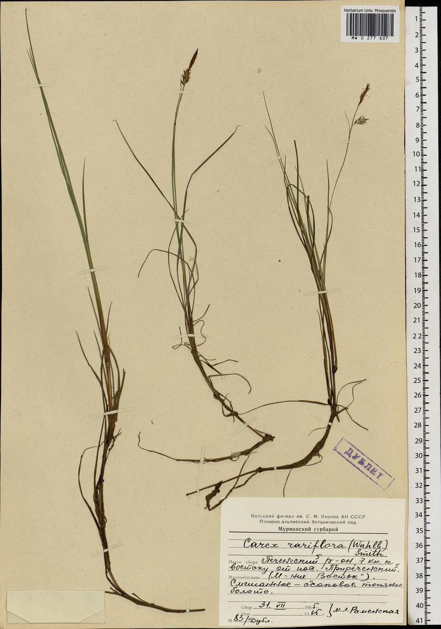 Осока редкоцветковая (Wahlenb.) Sm., Восточная Европа, Северный район (E1) (Россия)