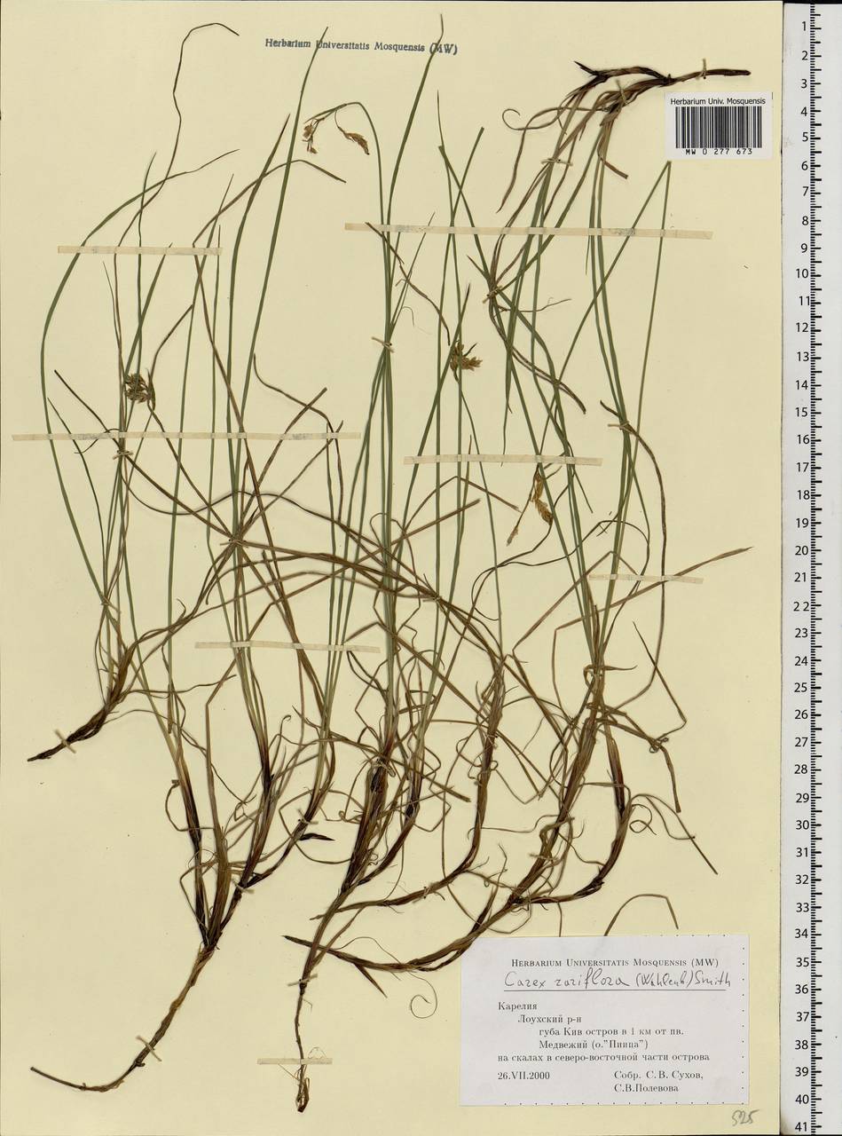 Осока редкоцветковая (Wahlenb.) Sm., Восточная Европа, Северный район (E1) (Россия)