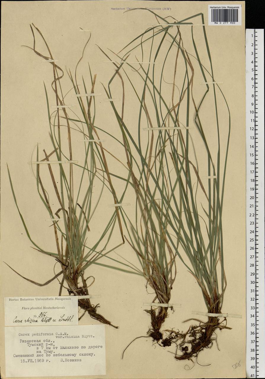 Carex Rhizina