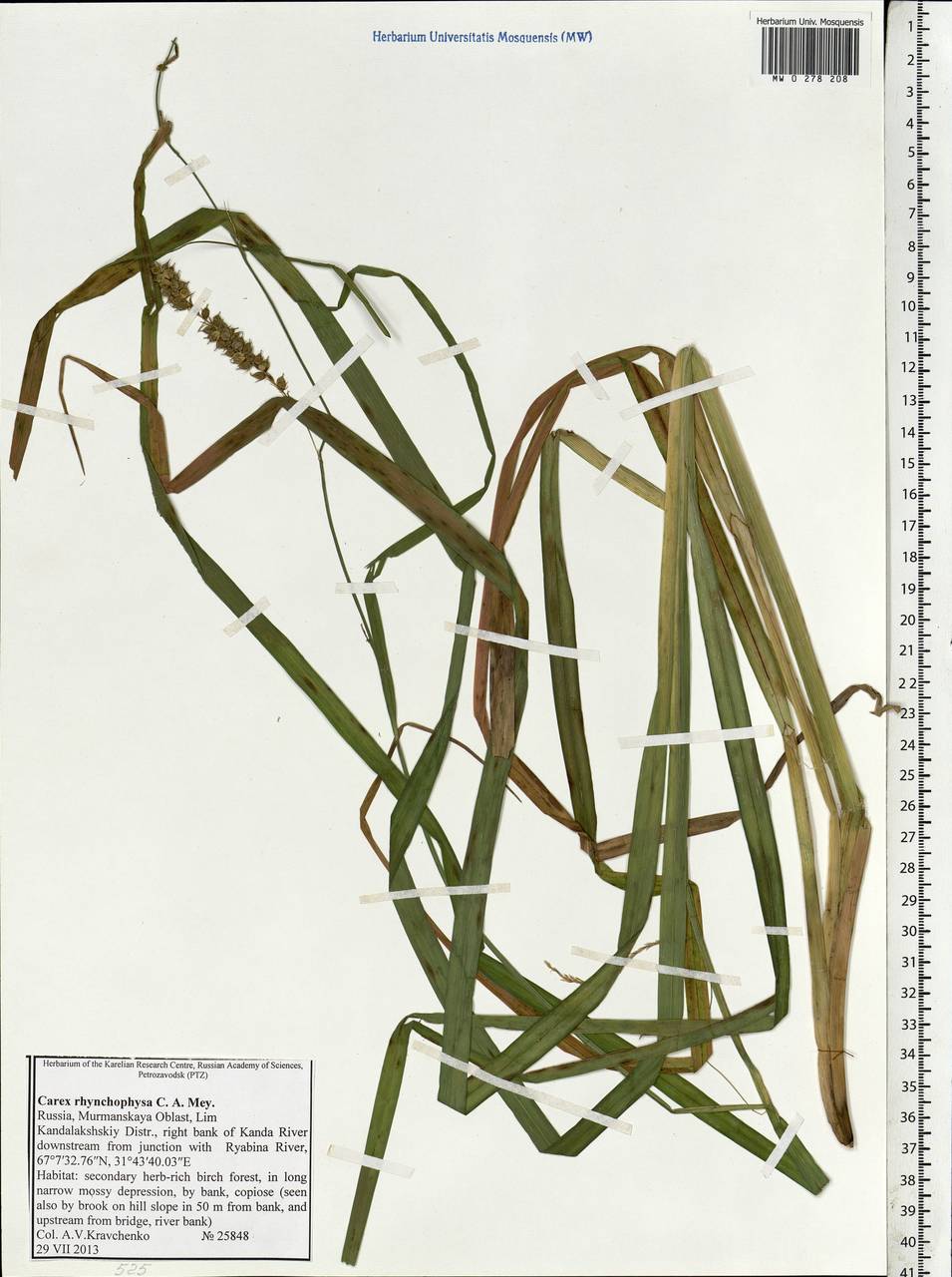 Carex utriculata Boott, Восточная Европа, Северный район (E1) (Россия)