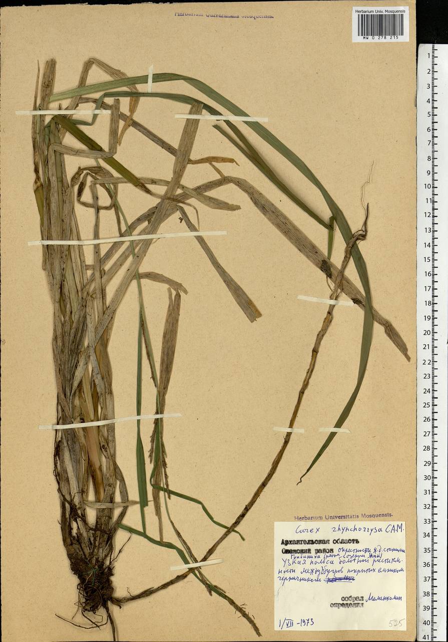 Carex utriculata Boott, Восточная Европа, Северный район (E1) (Россия)