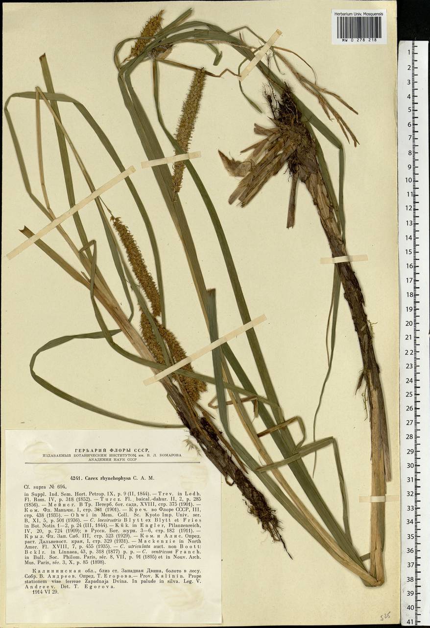 Carex utriculata Boott, Восточная Европа, Северо-Западный район (E2) (Россия)