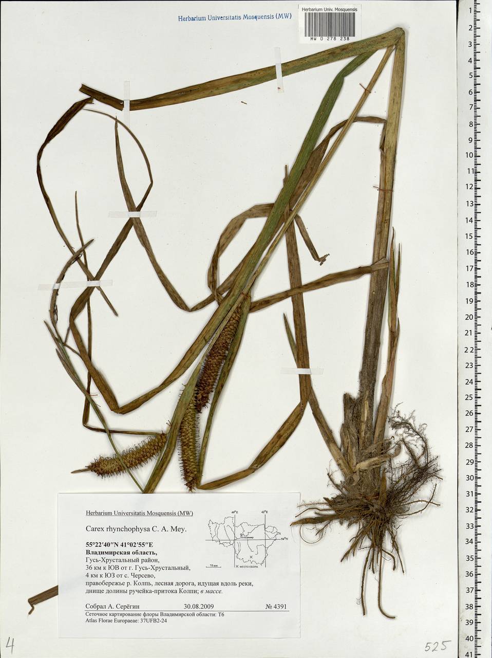 Carex utriculata Boott, Восточная Европа, Центральный район (E4) (Россия)