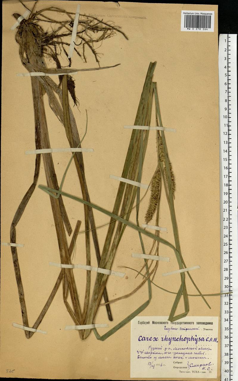 Carex utriculata Boott, Восточная Европа, Московская область и Москва (E4a) (Россия)