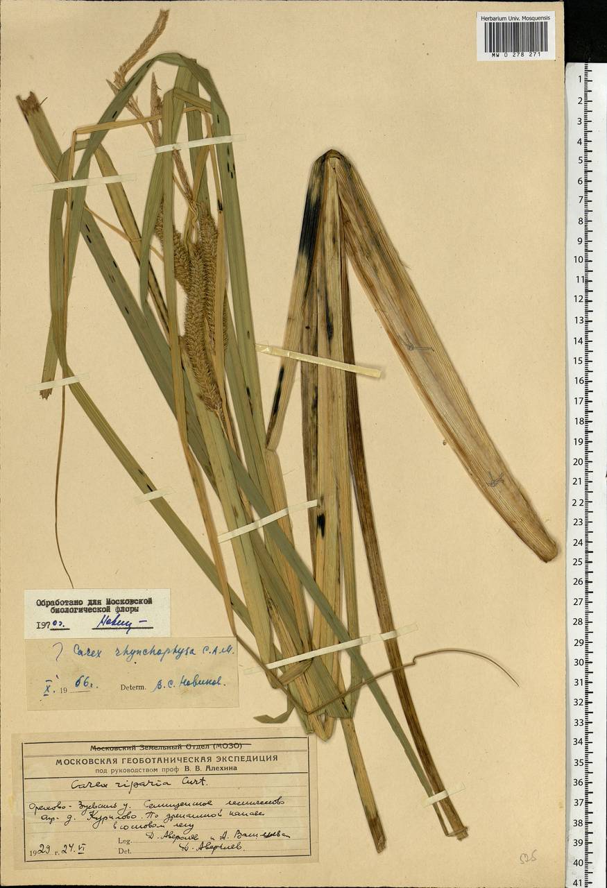 Carex utriculata Boott, Восточная Европа, Московская область и Москва (E4a) (Россия)