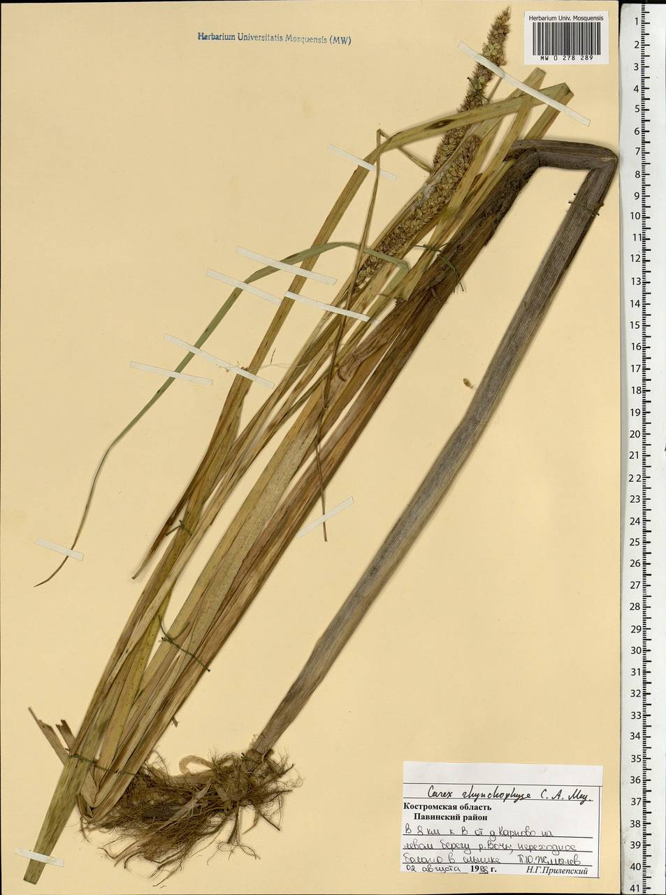 Carex utriculata Boott, Восточная Европа, Центральный лесной район (E5) (Россия)