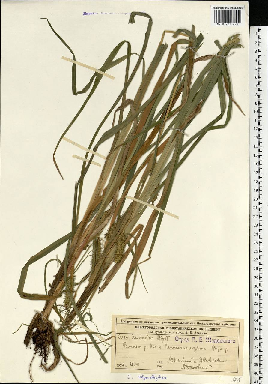 Carex utriculata Boott, Восточная Европа, Центральный лесной район (E5) (Россия)