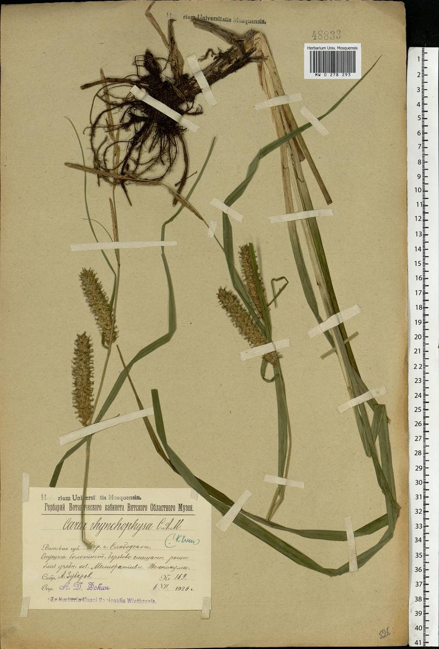 Carex utriculata Boott, Восточная Европа, Волжско-Камский район (E7) (Россия)