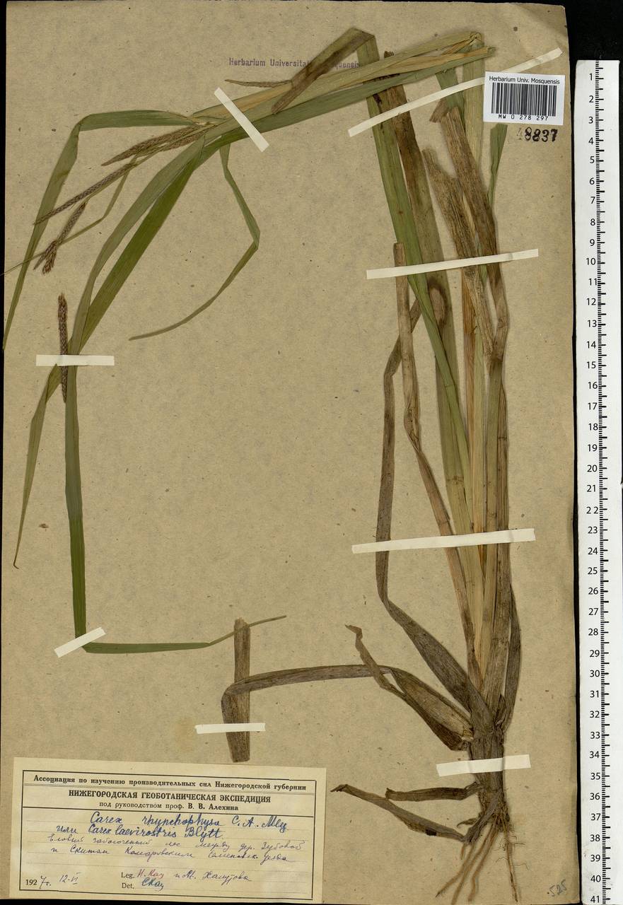 Carex utriculata Boott, Восточная Европа, Волжско-Камский район (E7) (Россия)