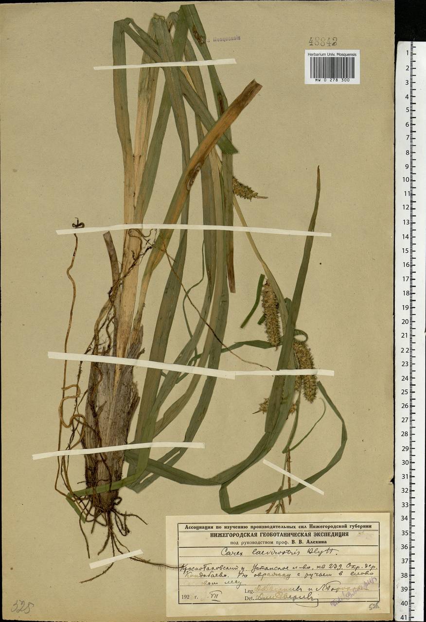Carex utriculata Boott, Восточная Европа, Волжско-Камский район (E7) (Россия)