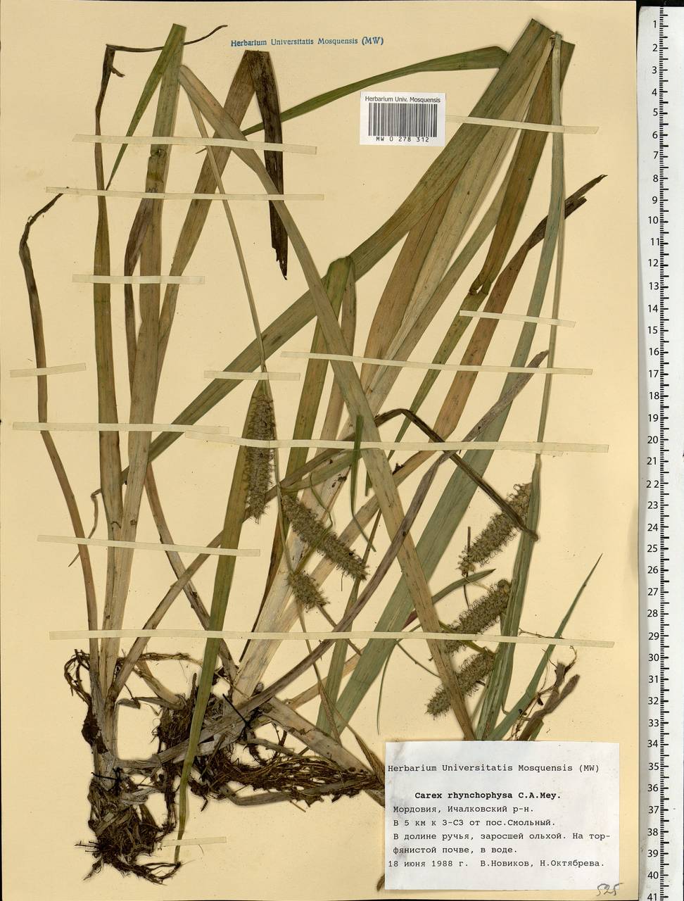 Carex utriculata Boott, Восточная Европа, Средневолжский район (E8) (Россия)