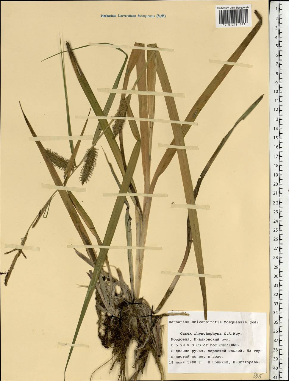Carex utriculata Boott, Восточная Европа, Средневолжский район (E8) (Россия)