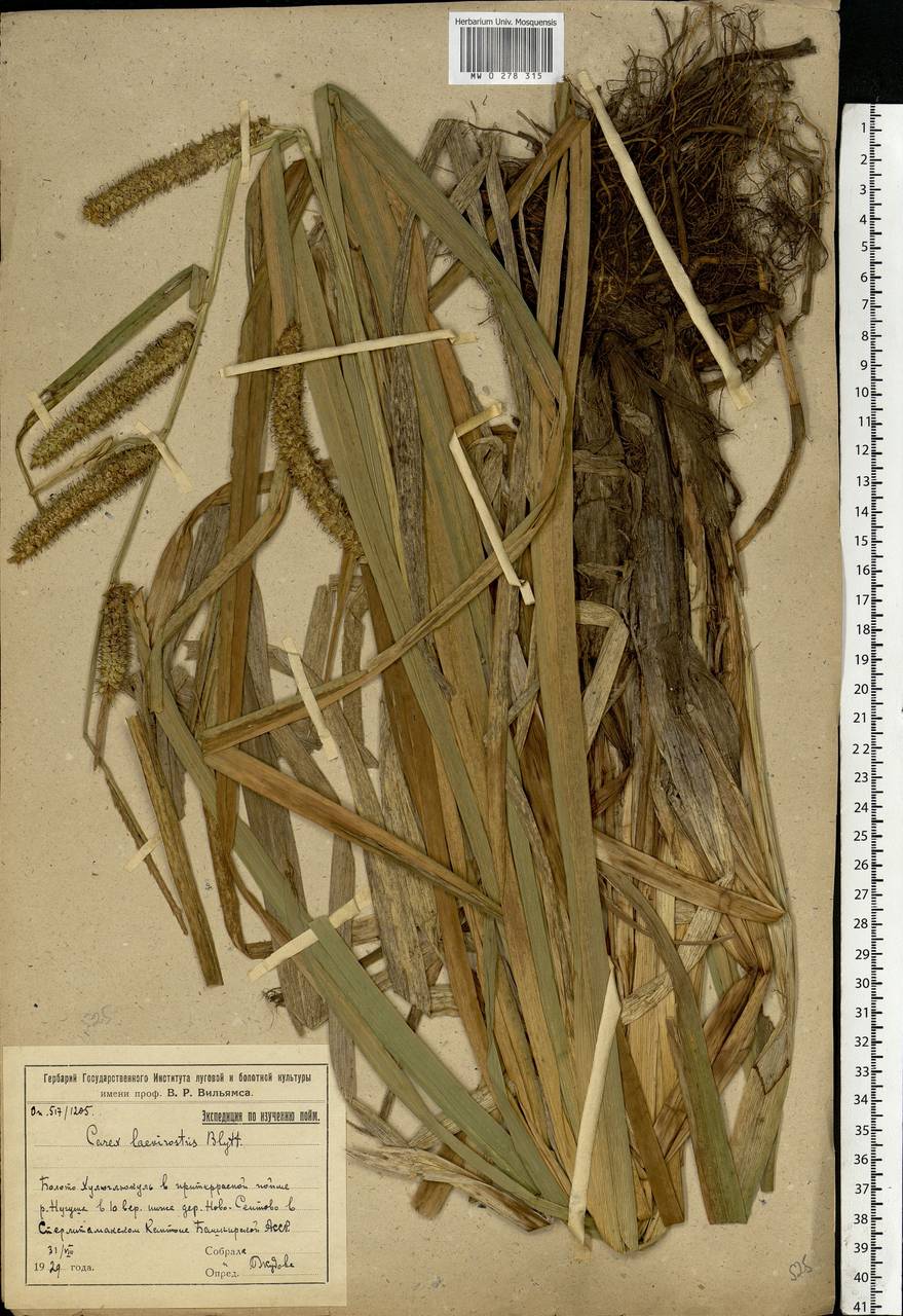 Carex utriculata Boott, Восточная Европа, Восточный район (E10) (Россия)