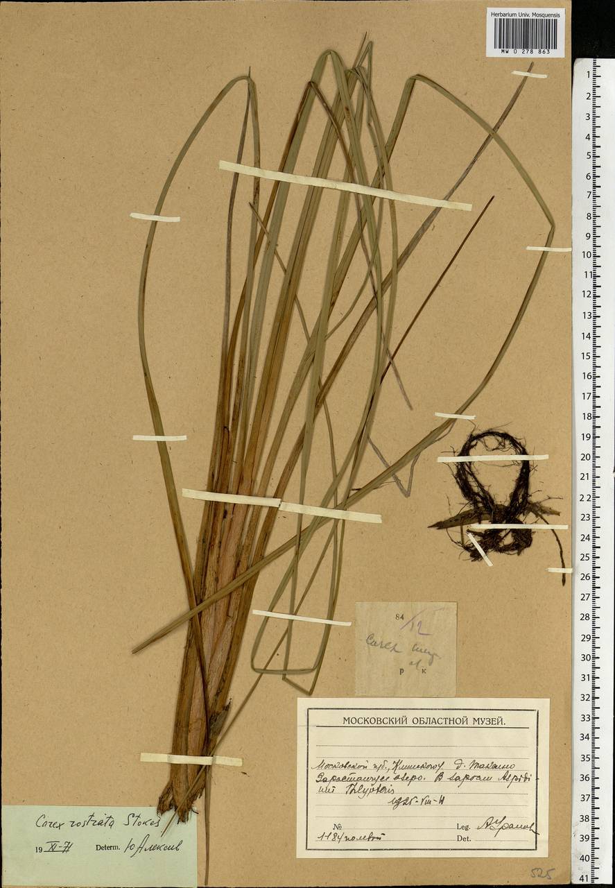Осока носатая Stokes, Восточная Европа, Московская область и Москва (E4a) (Россия)