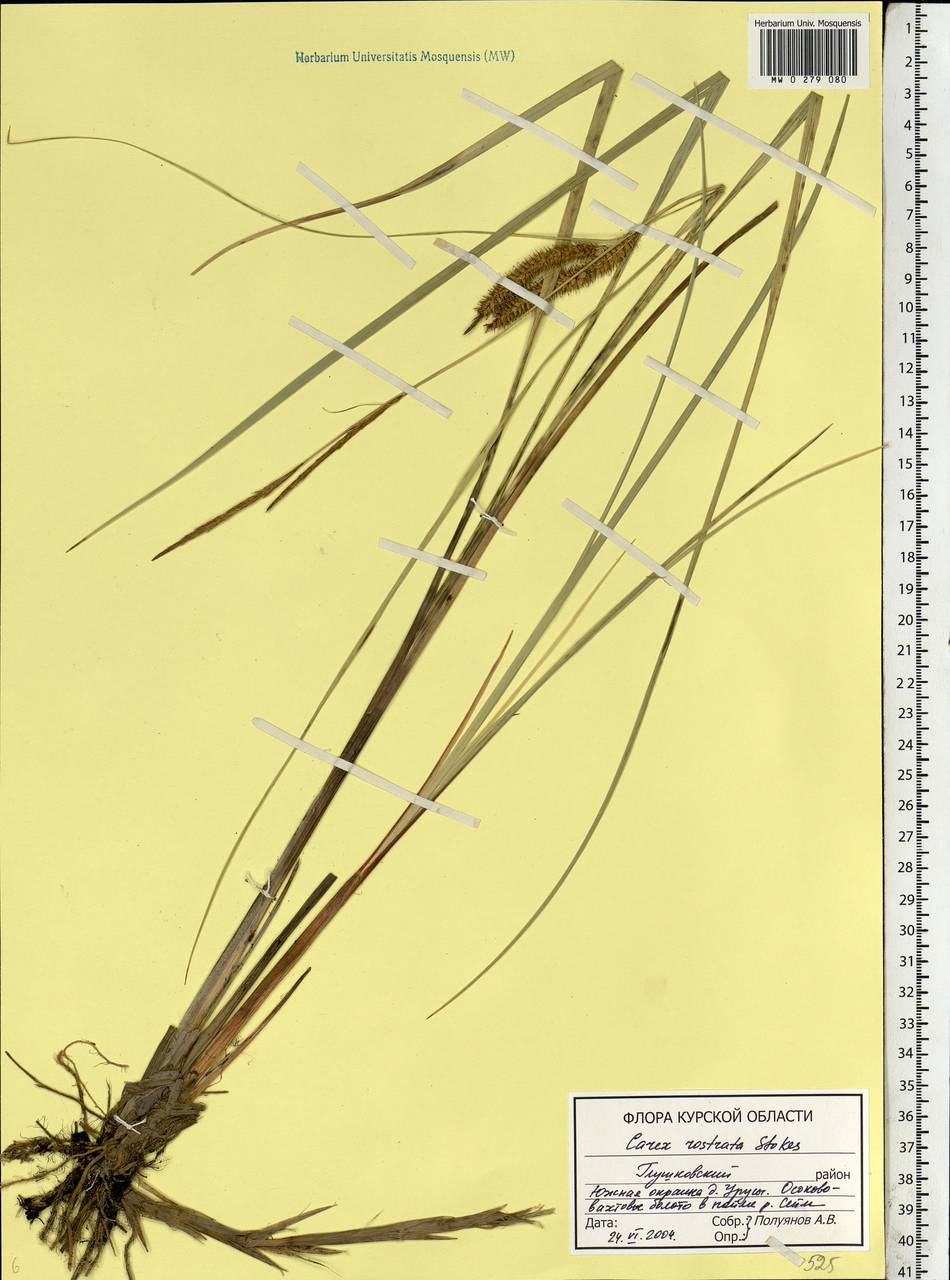 Осока носатая Stokes , nom. cons., Восточная Европа, Центральный лесостепной район (E6) (Россия)