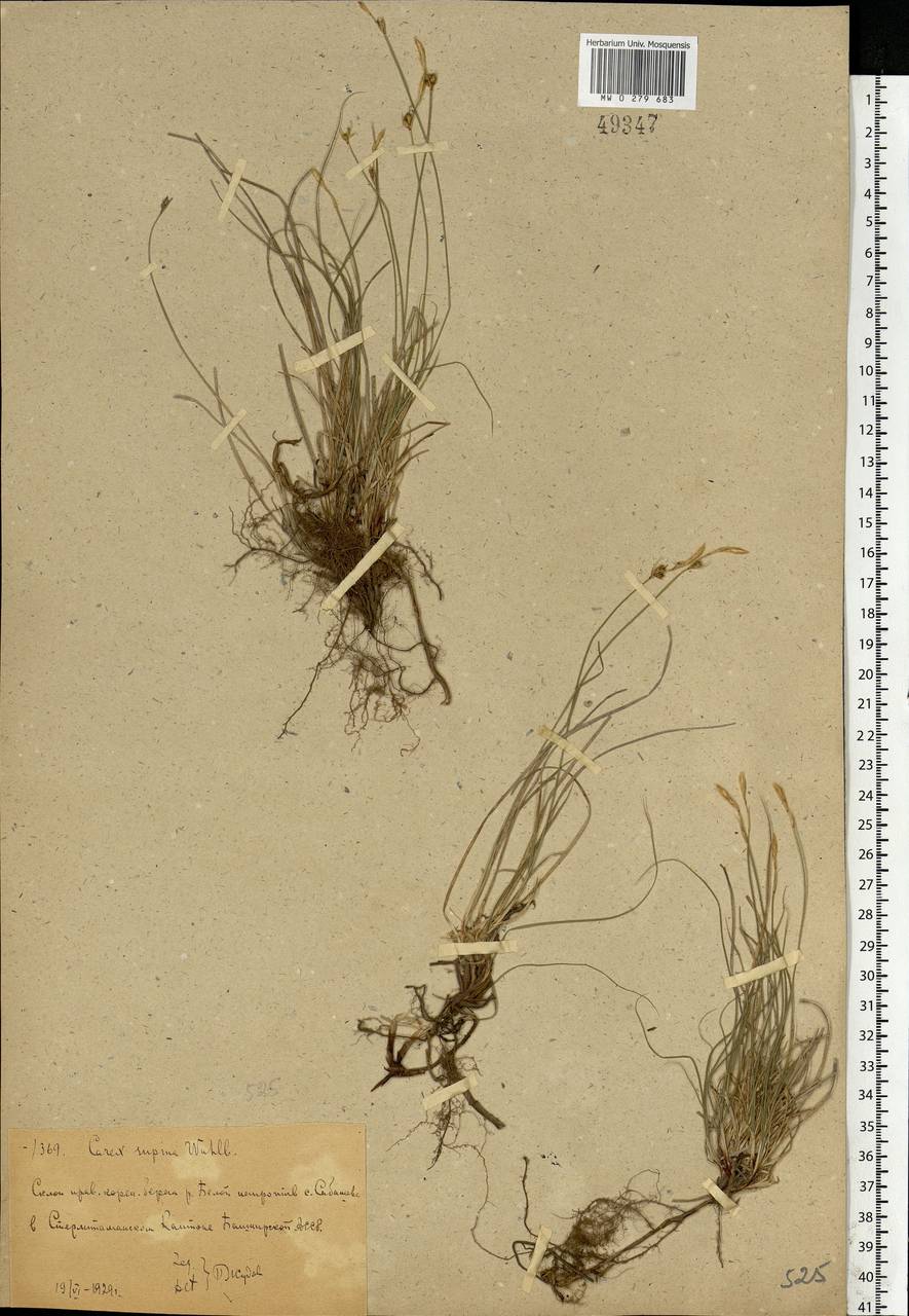 Осока приземистая Willd. ex Wahlenb., Восточная Европа, Восточный район (E10) (Россия)