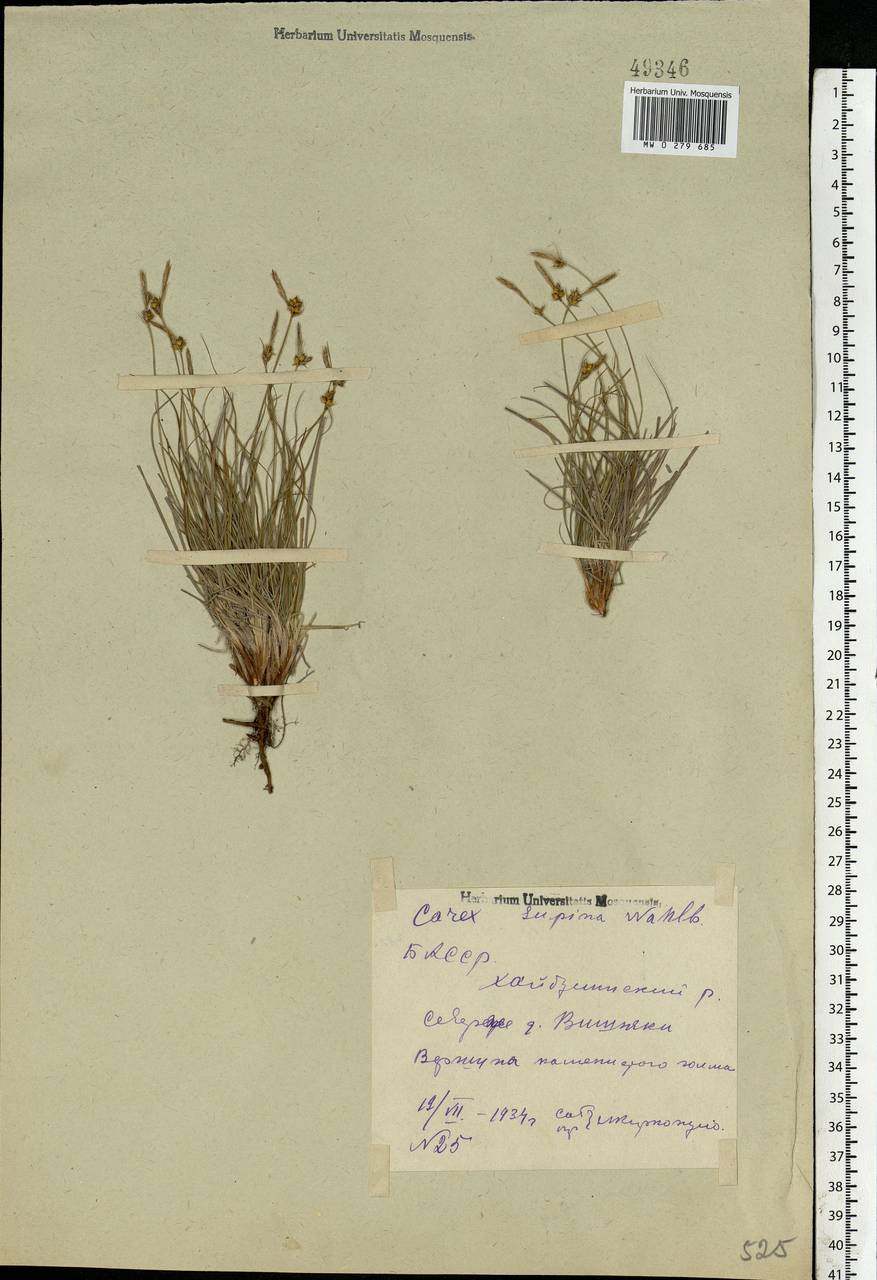 Осока приземистая Willd. ex Wahlenb., Восточная Европа, Восточный район (E10) (Россия)