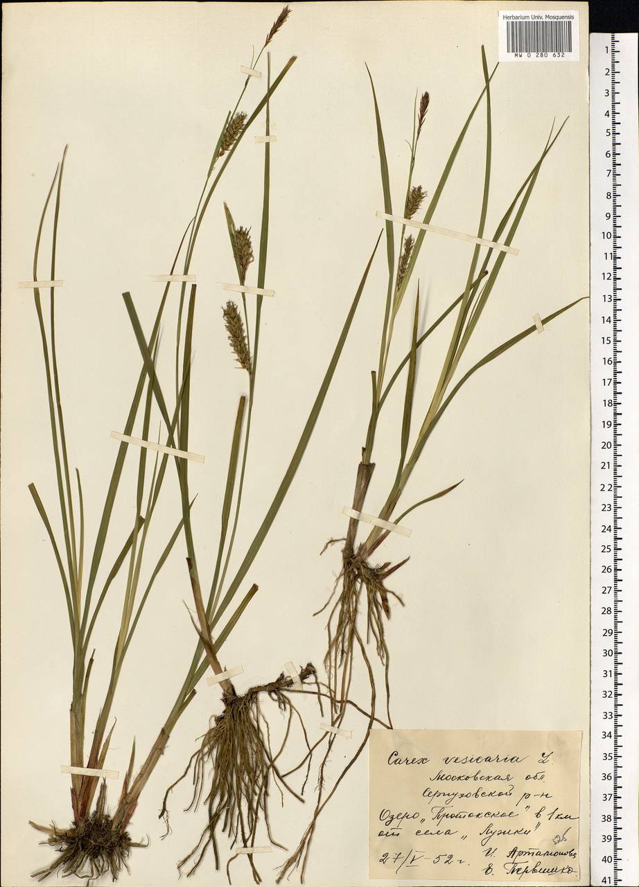 Carex vesicaria рисунок