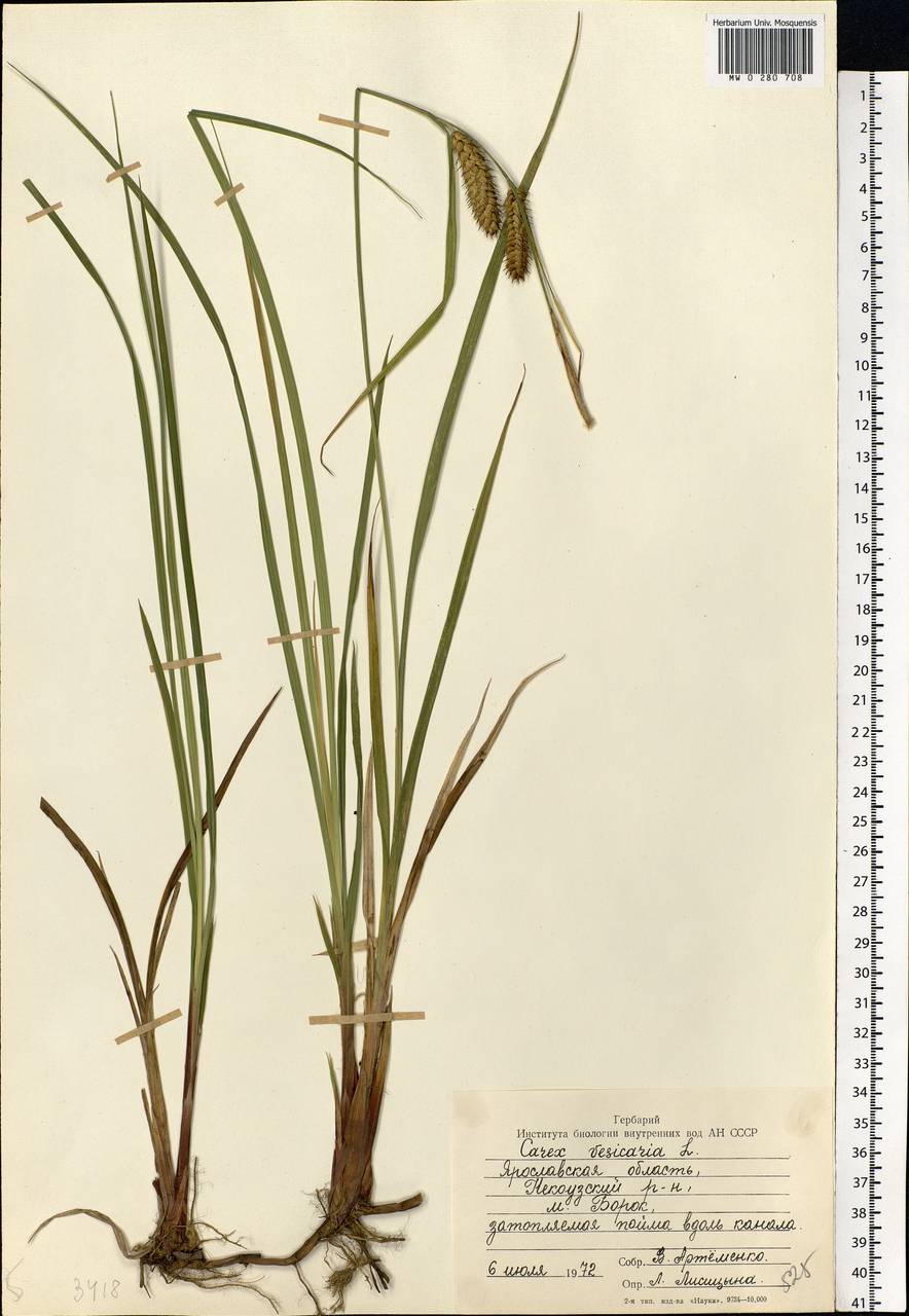 Carex vesicaria диаграмма