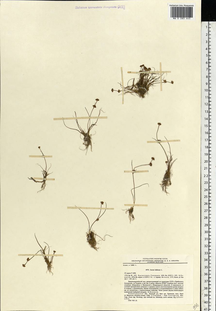 Juncus bulbosus subsp. bulbosus, Восточная Европа, Северо-Западный район (E2) (Россия)