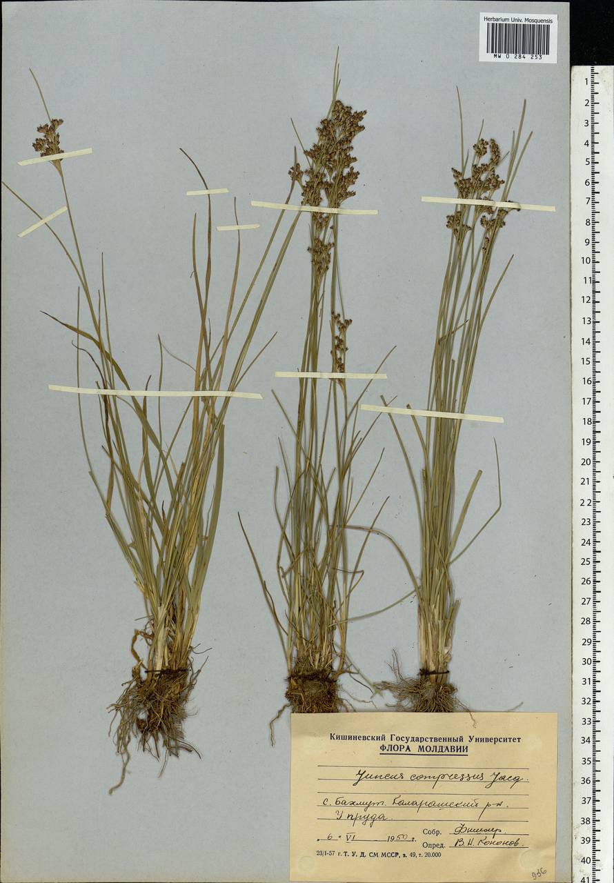 Ситник сплюснутый Jacq., Восточная Европа, Молдавия (E13a) (Молдавия)