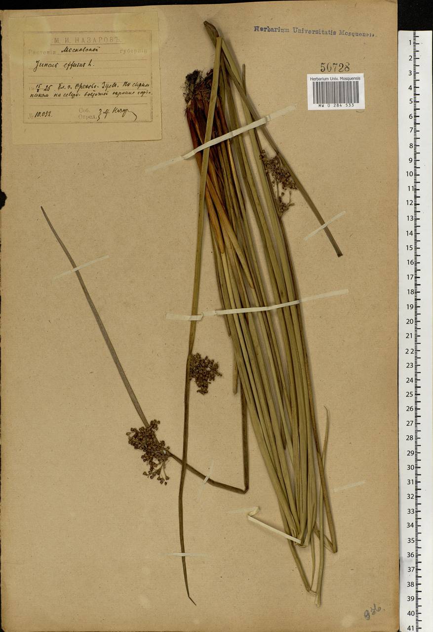 Ситник развесистый L., Восточная Европа, Московская область и Москва (E4a) (Россия)