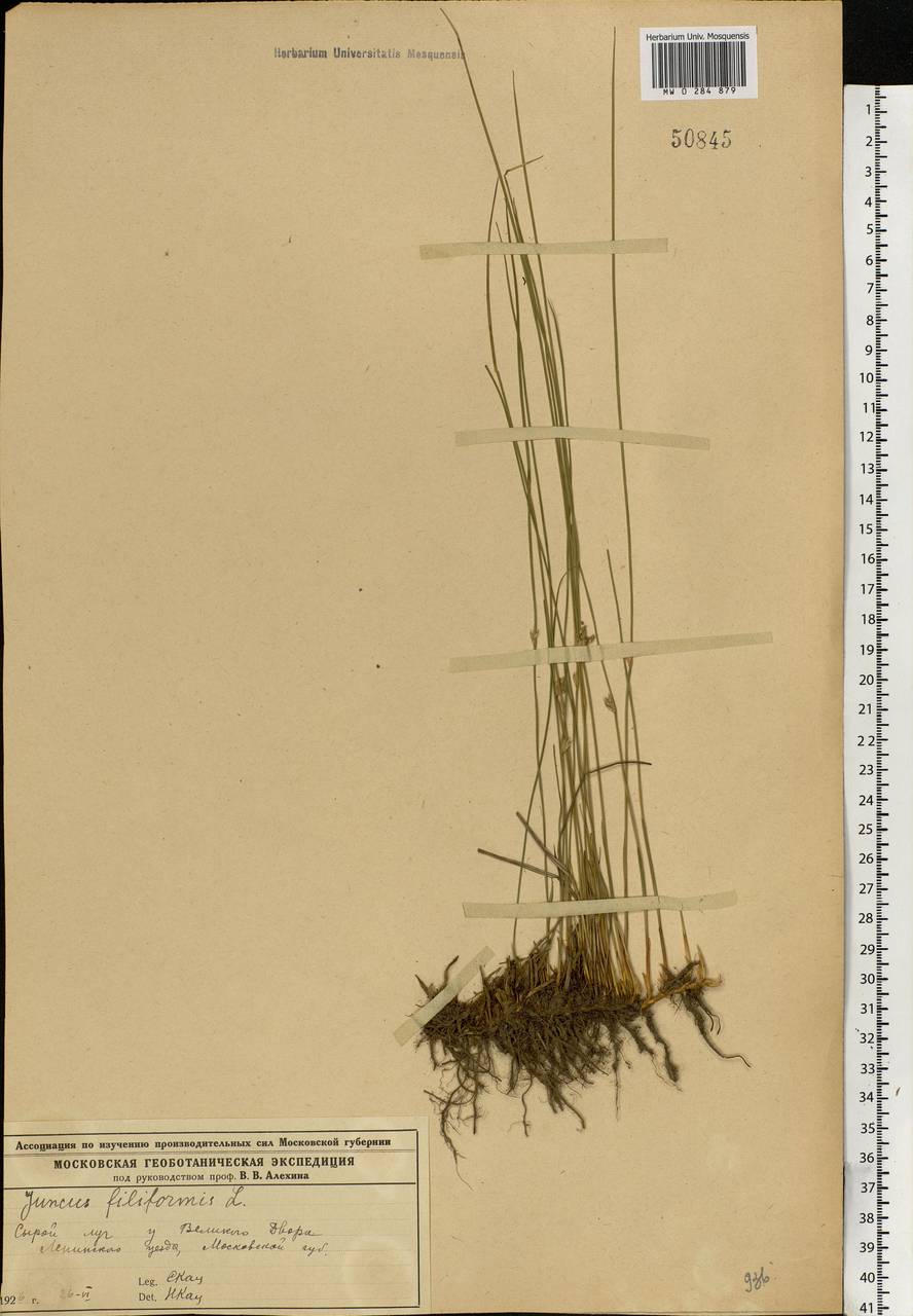 Ситник нитевидный L., Восточная Европа, Московская область и Москва (E4a) (Россия)