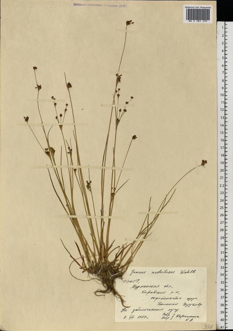 Juncus alpinoarticulatus subsp. rariflorus (Hartm.) Holub, Восточная Европа, Северный район (E1) (Россия)