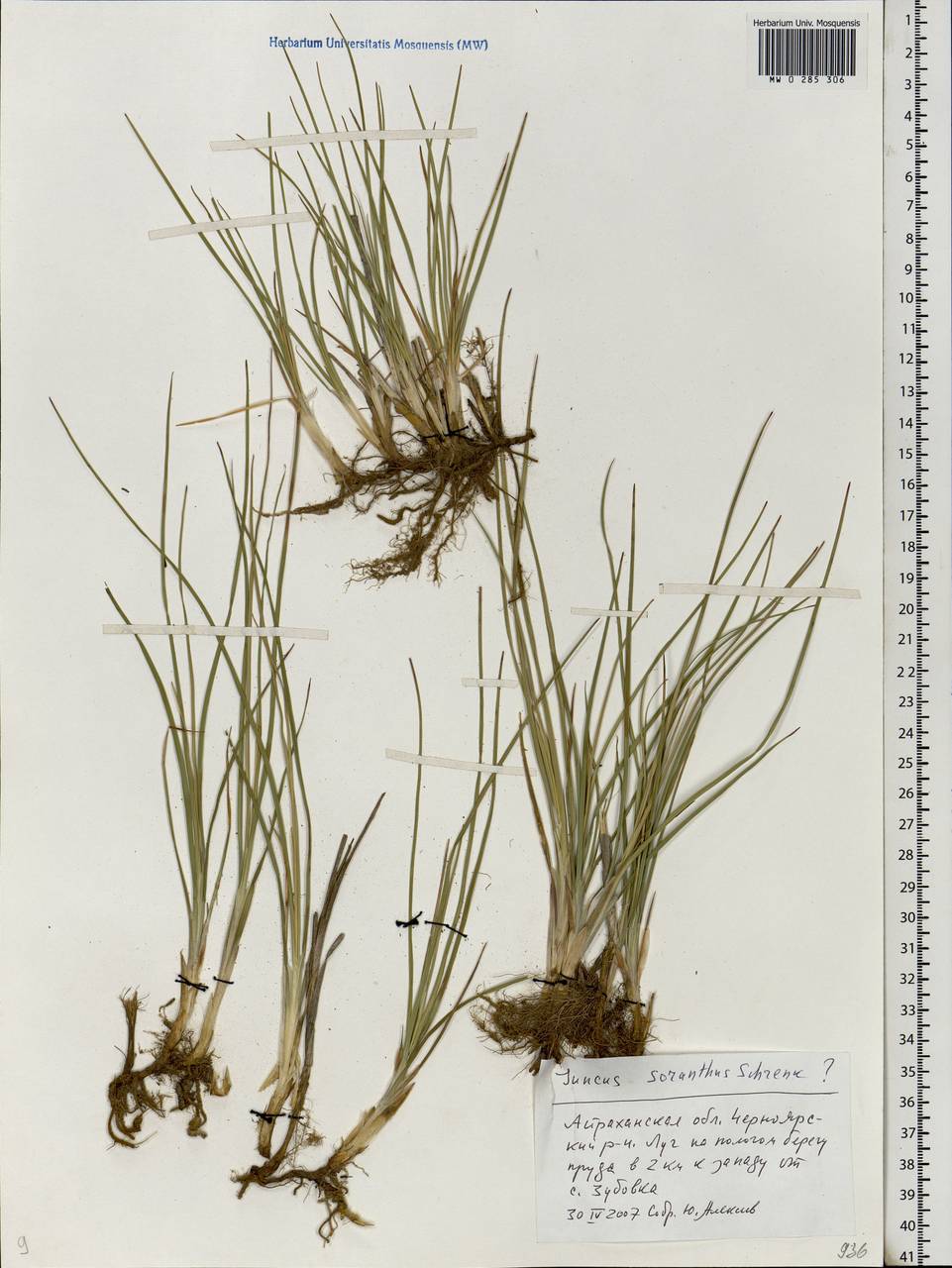 Ситник кучкоцветковый Schrenk, Восточная Европа, Нижневолжский район (E9) (Россия)