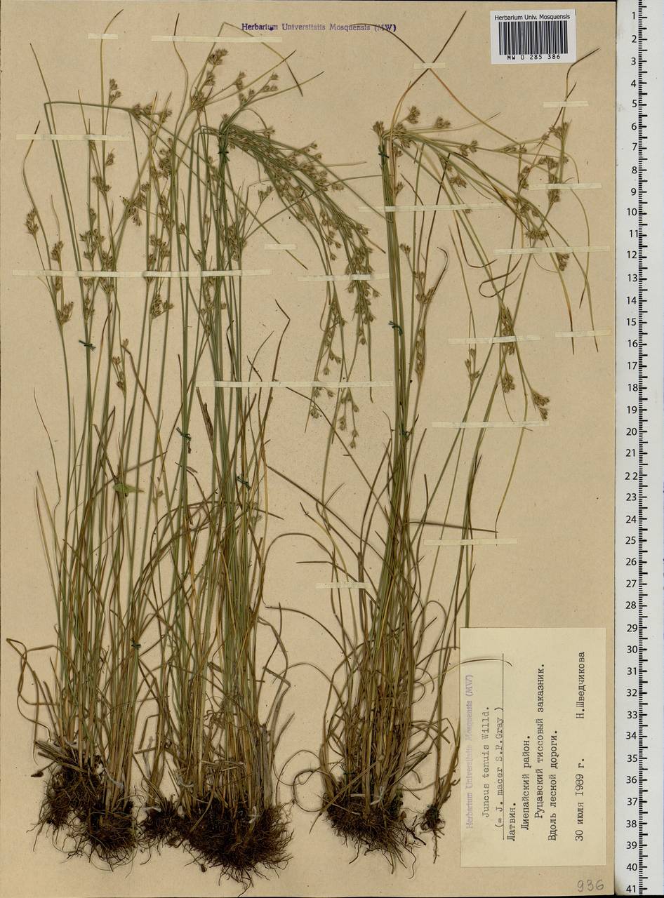 Ситник тонкий Willd., Восточная Европа, Латвия (E2b) (Латвия)