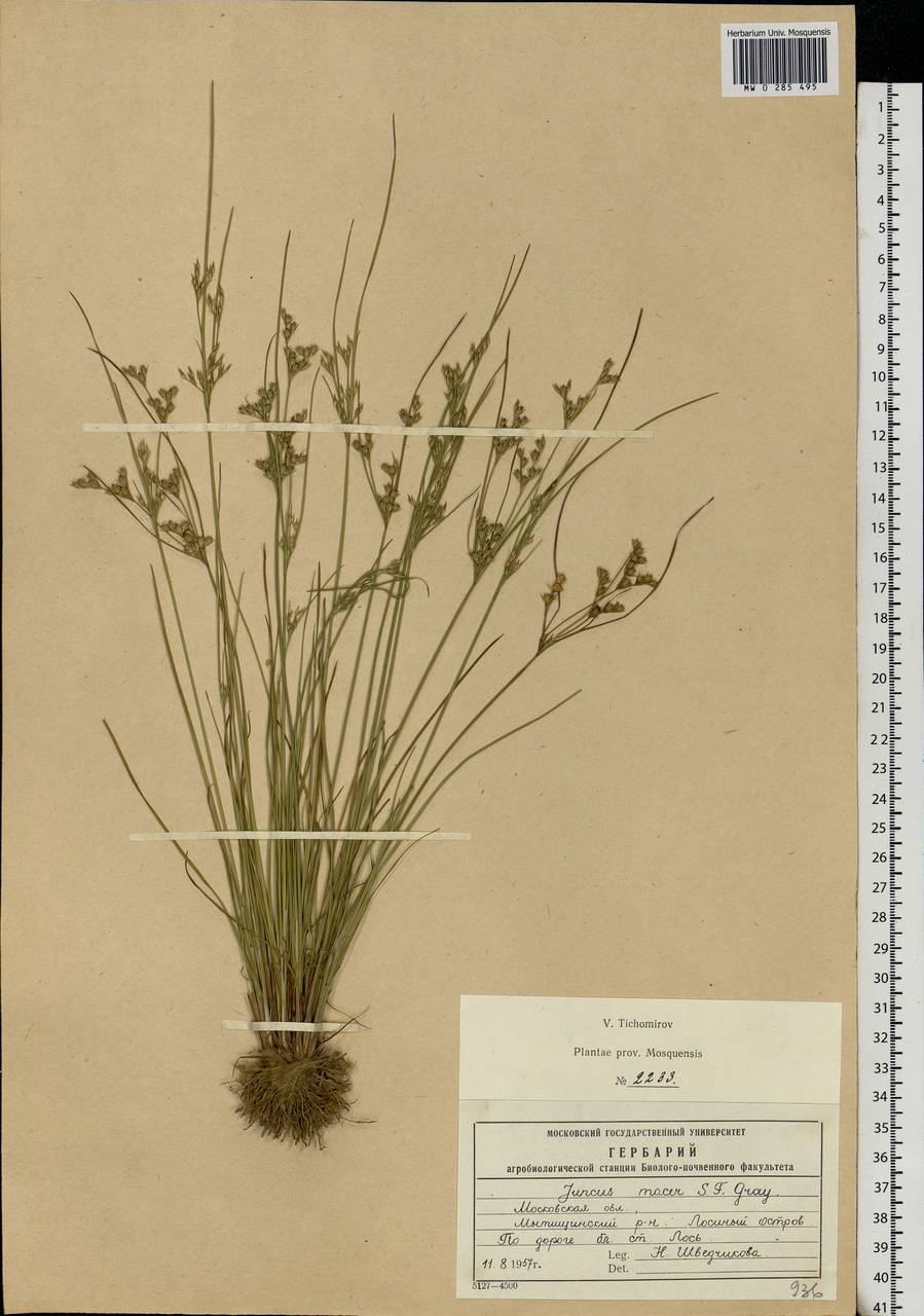 Ситник тонкий Willd., Восточная Европа, Московская область и Москва (E4a) (Россия)