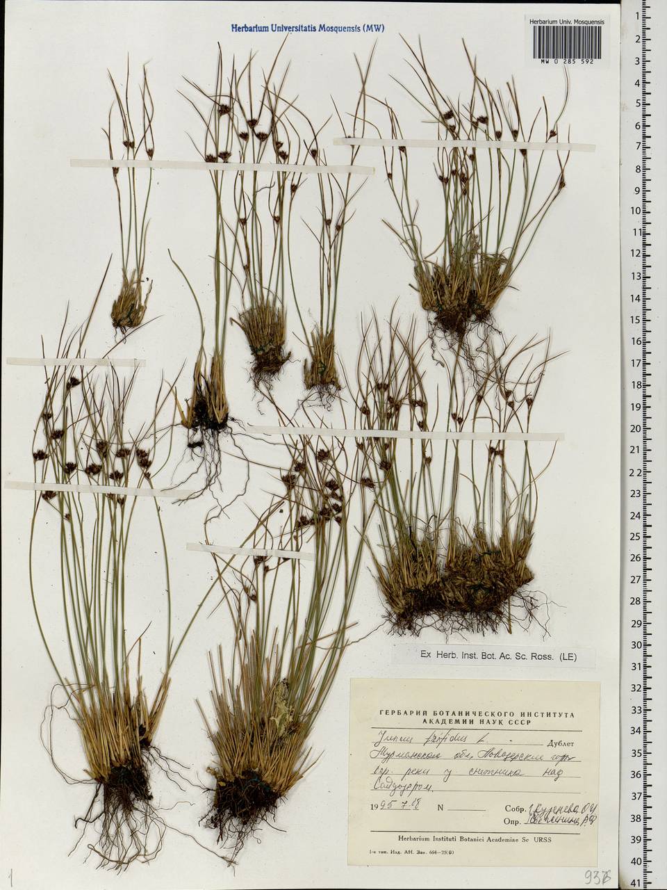 Oreojuncus trifidus (L.) Záv. Drábk. & Kirschner, Восточная Европа, Северный район (E1) (Россия)