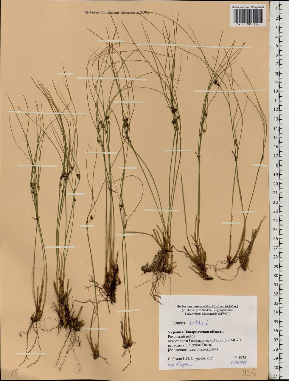 Oreojuncus trifidus (L.) Záv. Drábk. & Kirschner, Восточная Европа, Западно-Украинский район (E13) (Украина)