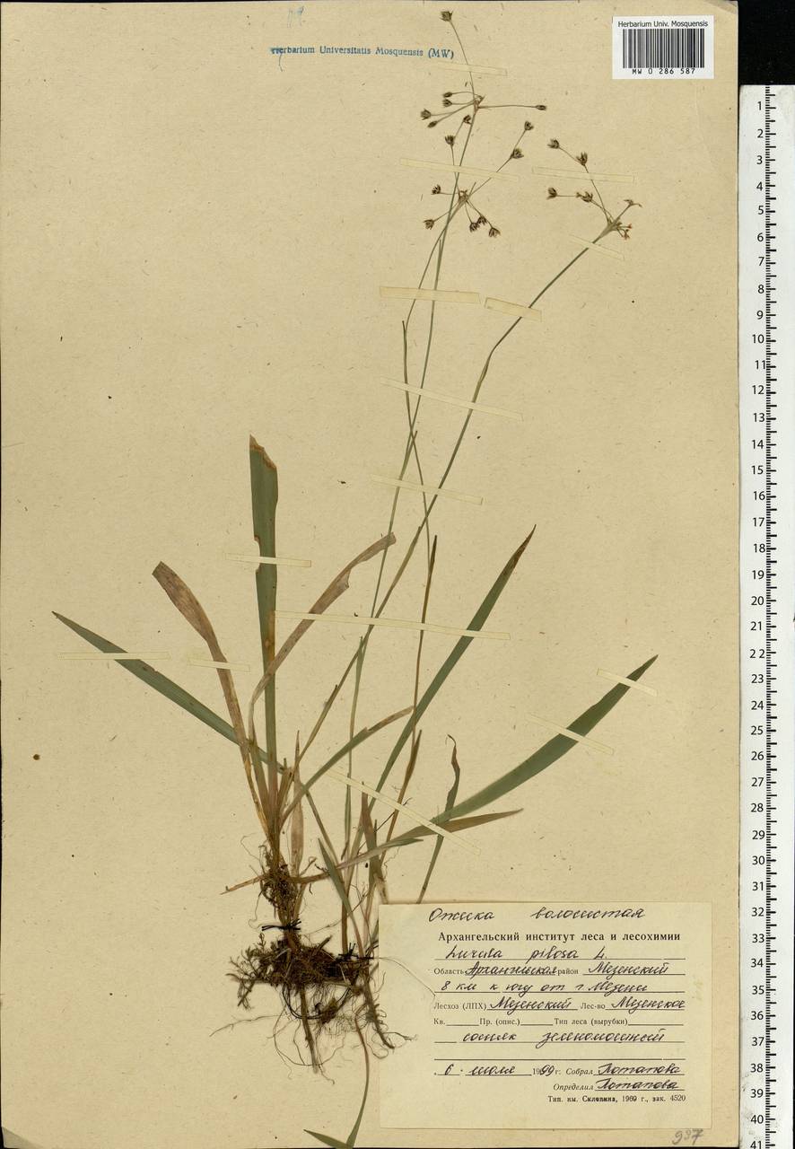 Ожика волосистая (L.) Willd., Восточная Европа, Северный район (E1) (Россия)