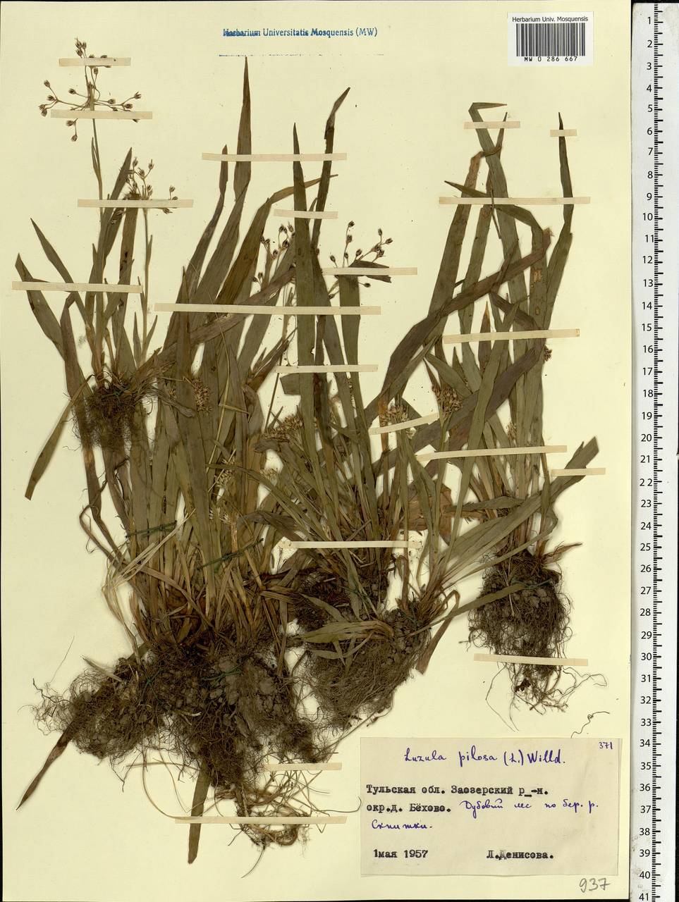 Ожика волосистая (L.) Willd., Восточная Европа, Центральный район (E4) (Россия)