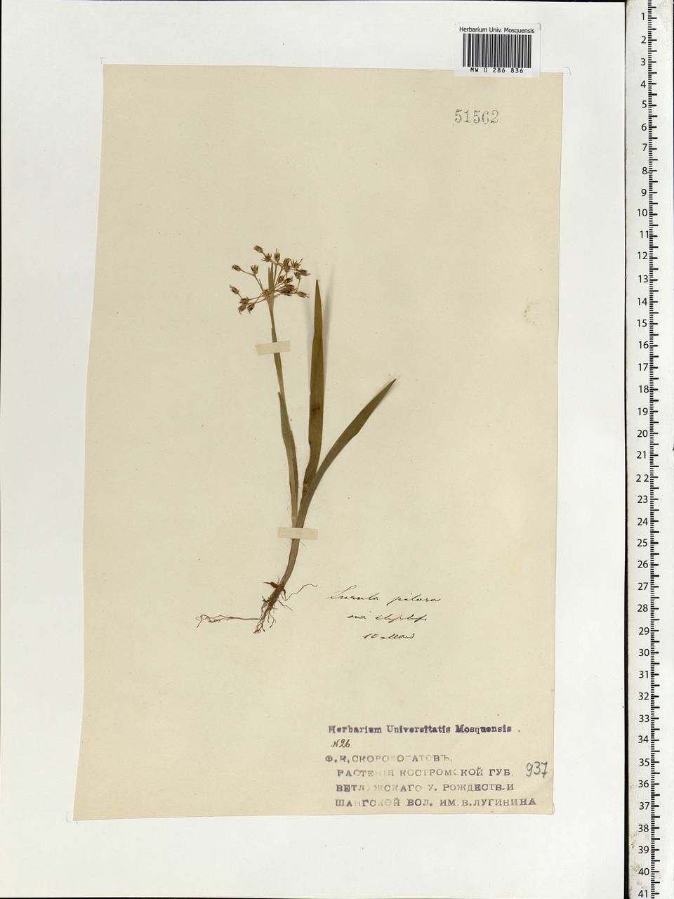 Ожика волосистая (L.) Willd., Восточная Европа, Волжско-Камский район (E7) (Россия)