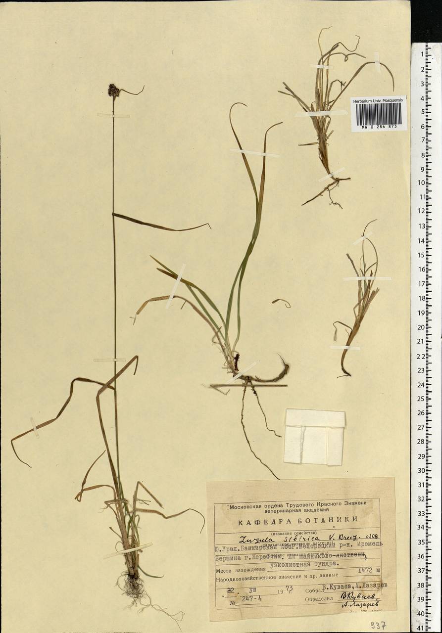 Luzula multiflora subsp. sibirica V.I.Krecz., Восточная Европа, Восточный район (E10) (Россия)
