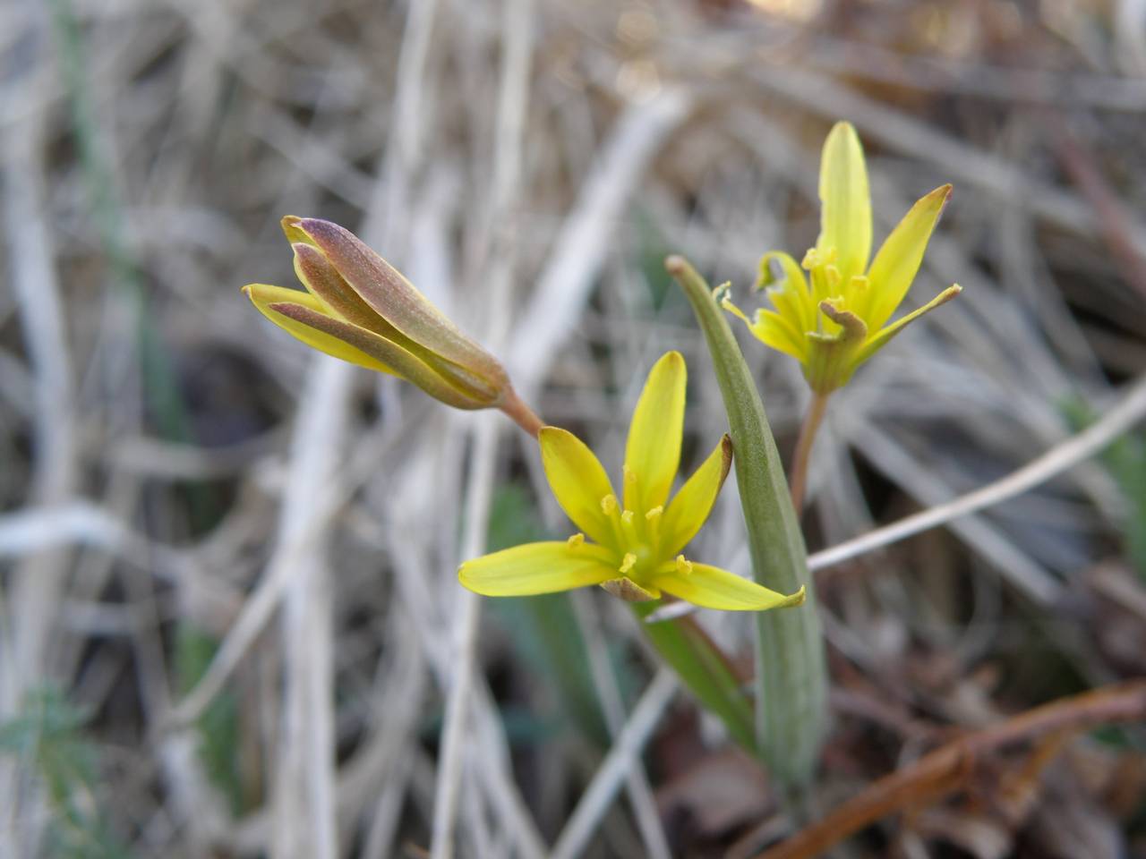 Gagea erubescens