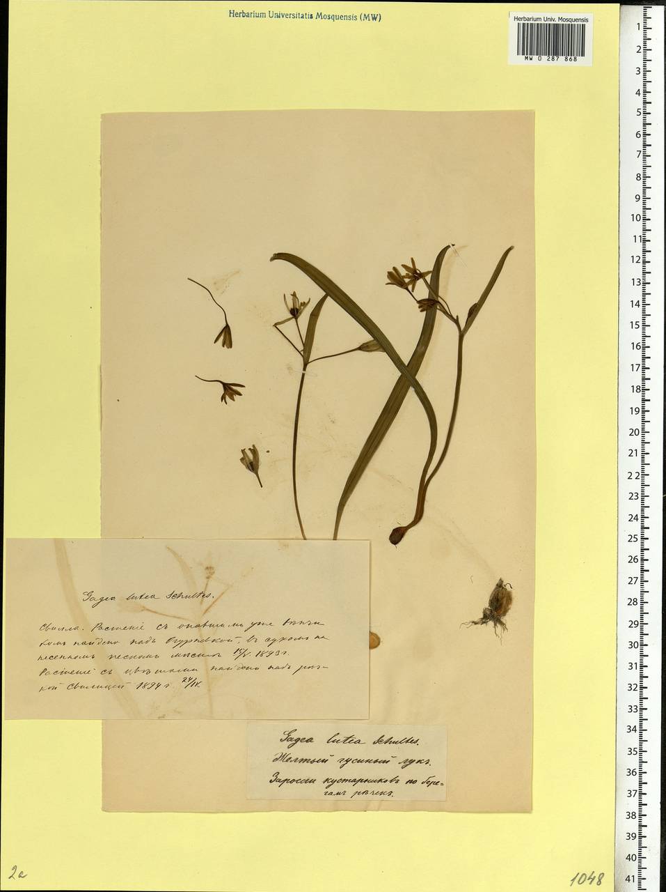 Гусиный лук желтый (L.) Ker Gawl., Восточная Европа, Белоруссия (E3a) (Белоруссия)