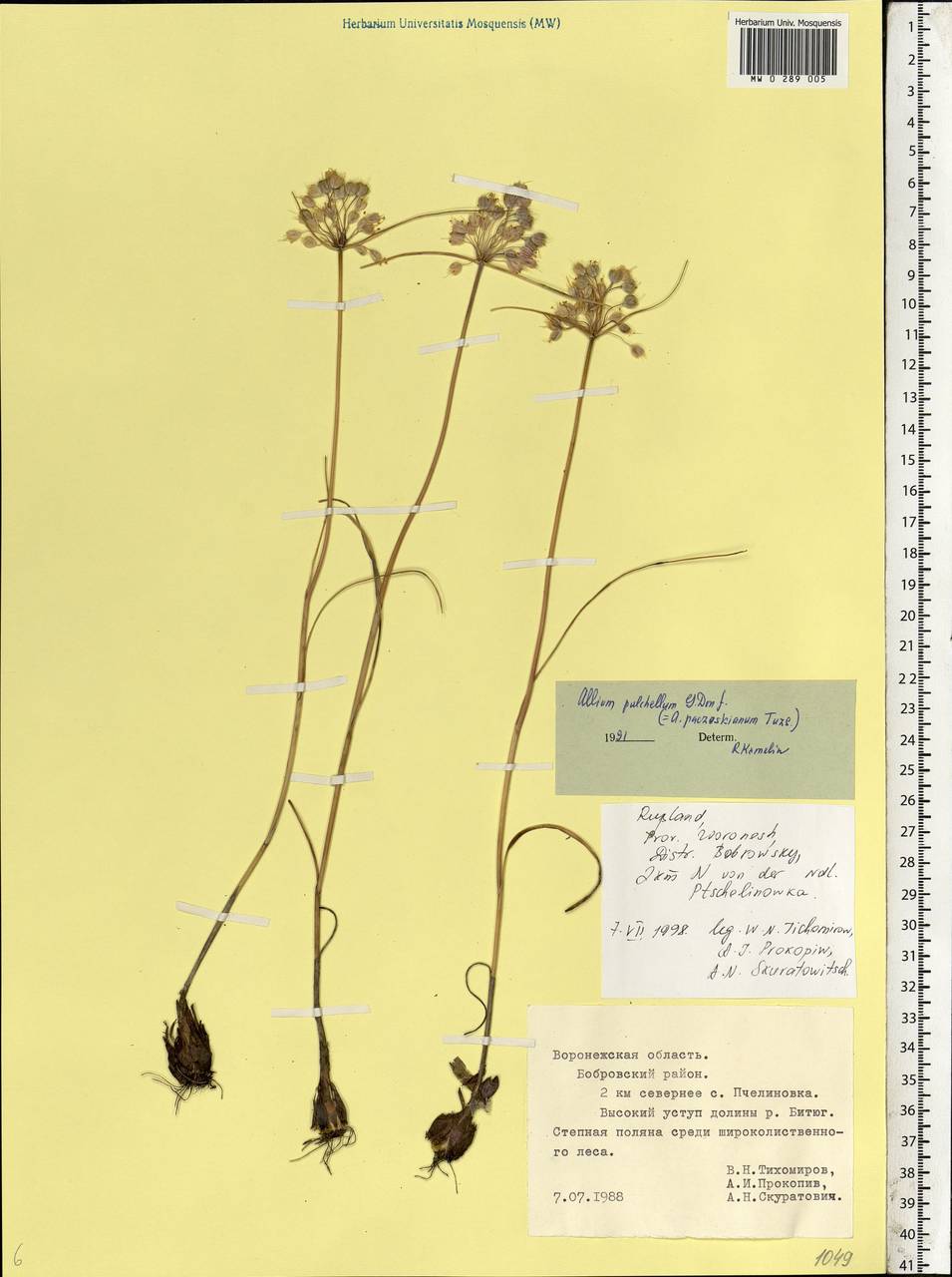 Лук крымский (Besser ex Rchb.) K.Richt., Восточная Европа, Центральный лесостепной район (E6) (Россия)