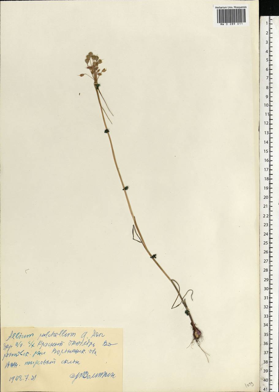 Лук крымский (Besser ex Rchb.) K.Richt., Восточная Европа, Центральный лесостепной район (E6) (Россия)