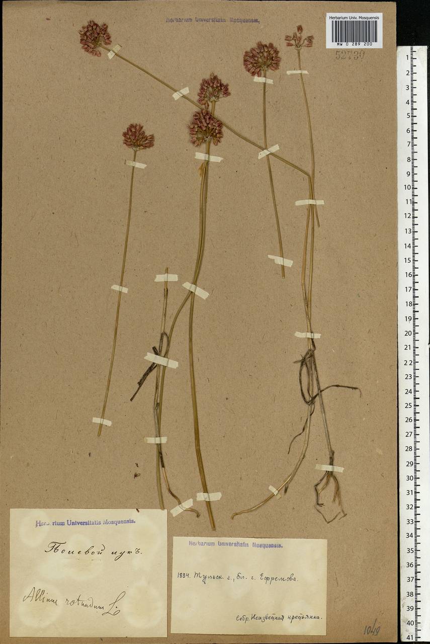 Лук круглый L., Восточная Европа, Центральный район (E4) (Россия)
