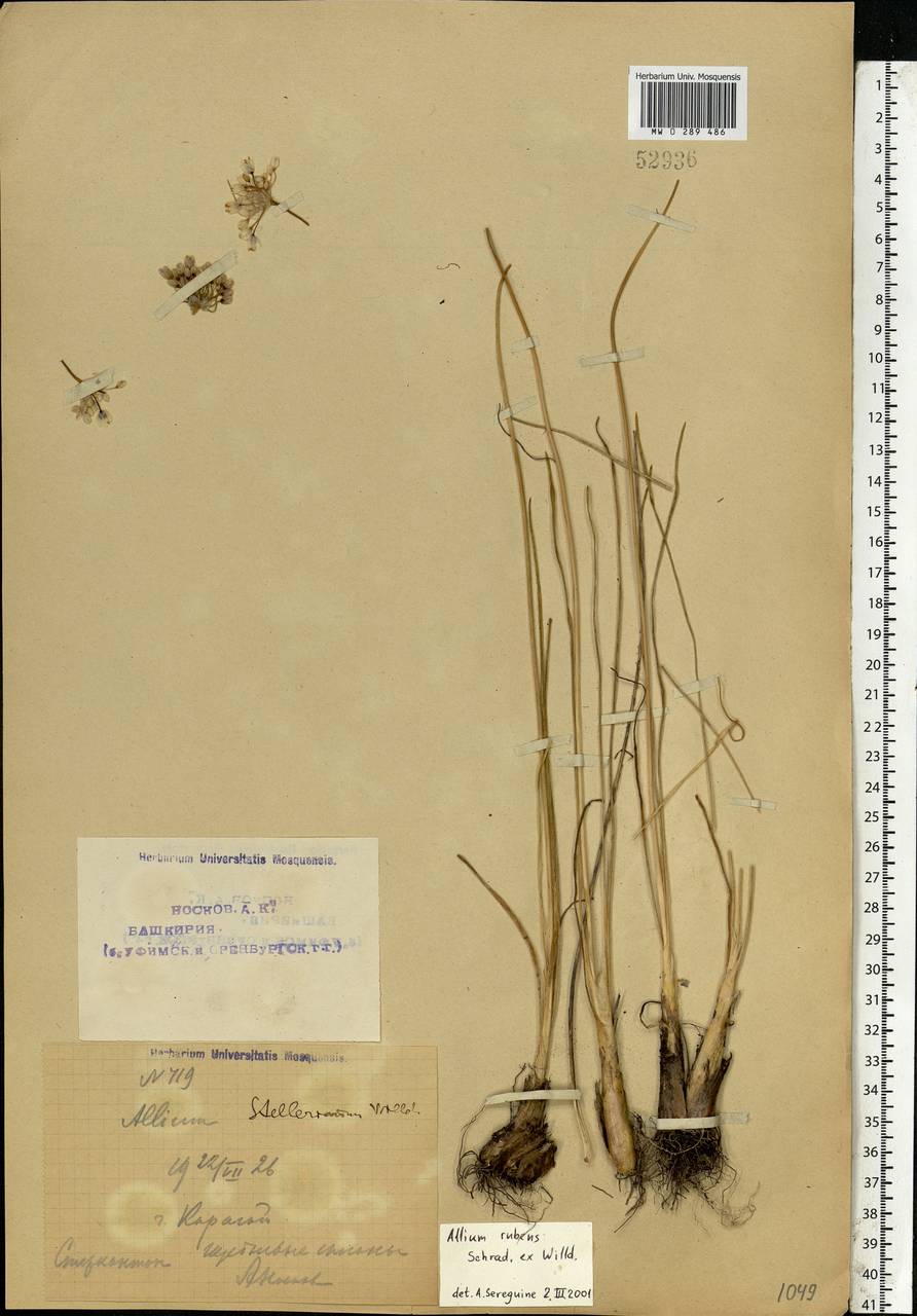 Лук красноватый Schrad. ex Willd., Восточная Европа, Восточный район (E10) (Россия)